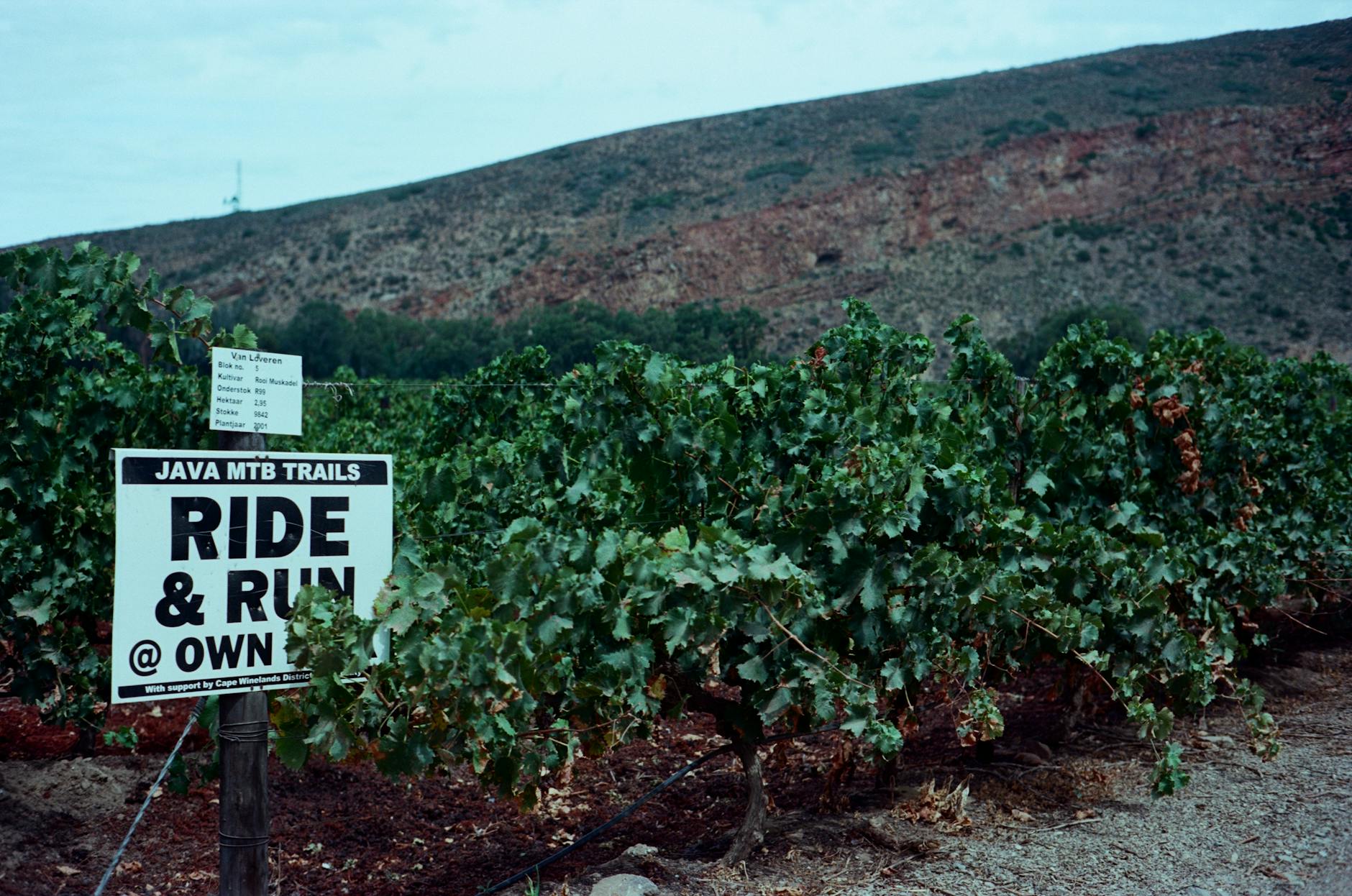 Szlak pieszy wśród zielonych winnic na pagórkach przypominających Istrię