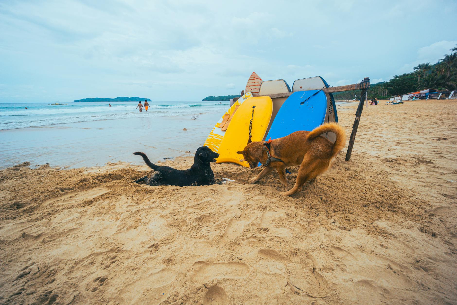 Dwa psy bawią się na słonecznej chorwackiej plaży obok desek surfingowych