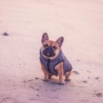 Francuski buldog w kurtce siedzi na piaszczystej plaży nad morzem