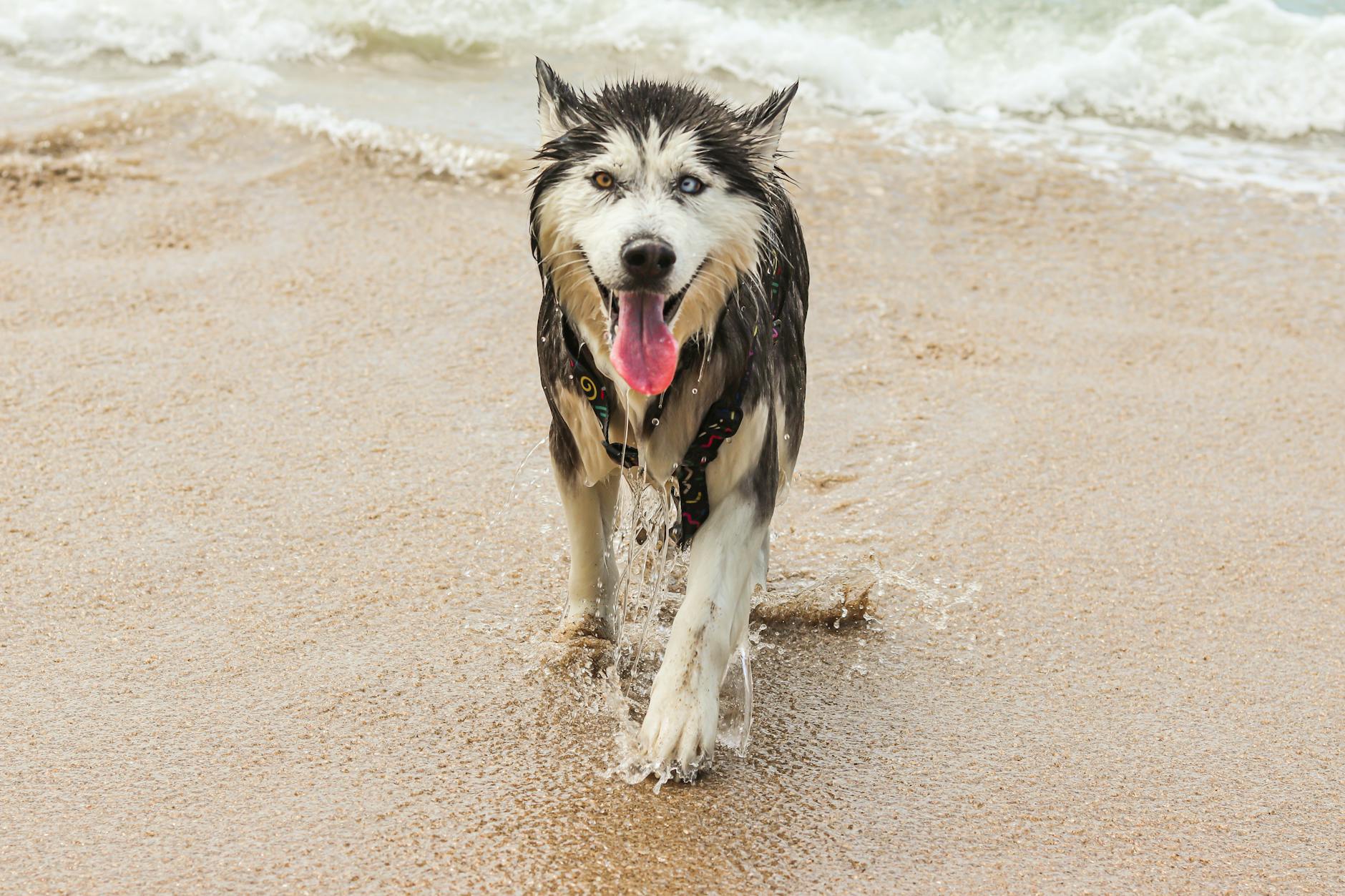Pies rasy malamute bawi się w wodzie na słonecznej plaży