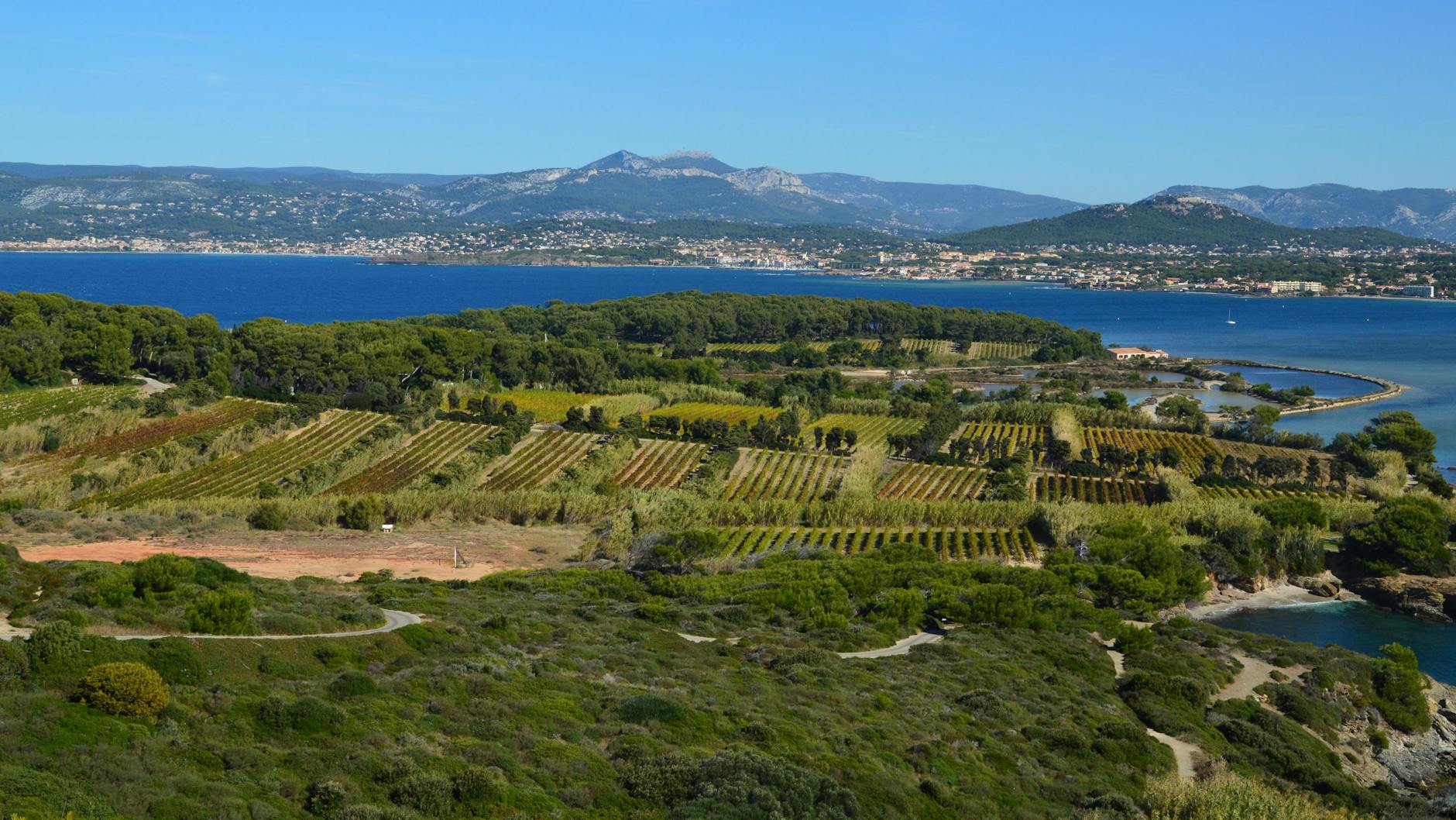 Winnice na Hvarze z lotu ptaka nad spokojnym, błękitnym morzem