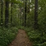 Zacieniony szlak pieszy w gęstym zielonym lesie idealny na spacer